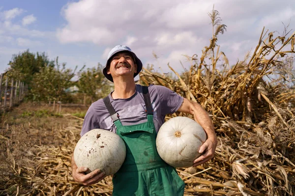 Jesień nadchodzi, rolnik stoi z dyniami w rękach — Zdjęcie stockowe
