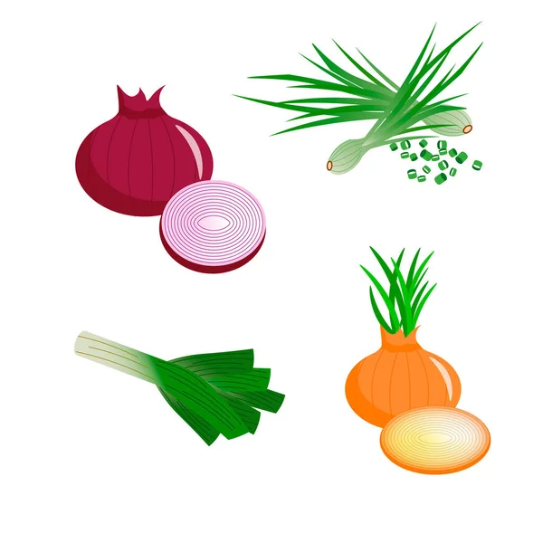 Zestaw różnych rodzajów cebuli - czerwony, zielony, pory i cebula. Ilustracja logo i wzorów. — Wektor stockowy