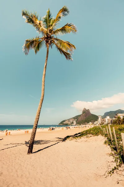 Single Palm Famous Ipanema Beach Rio Janeiro Brazil — Stok fotoğraf