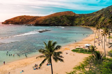 Hanauma Bay Beach, Hawaii 'deki palmiye ağacı. Işık efektiyle seçmeli odak