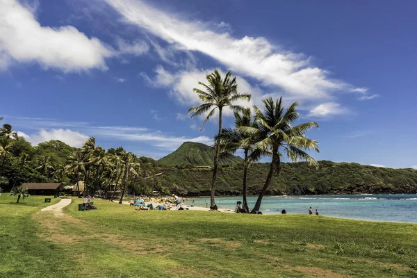 Palmiers Sur Hanauma Bay Beach Koko Head Mountain Hawaï — Photo