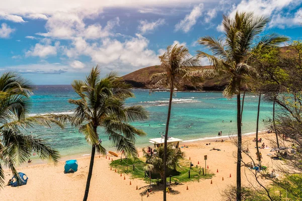 Palm Bomen Hanauma Beach Met Mensen Ontspannen Snorkelen Helder Water — Stockfoto