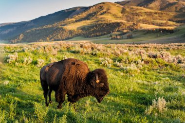 American Bison in Yellowstone National Park at sunset clipart