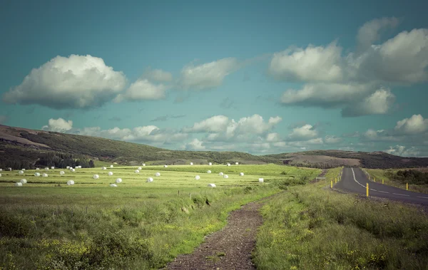 Paisaje islandés con trigo envasado y colinas — Foto de Stock