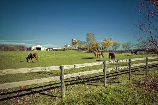 Landbouwgrond met paarden - herfst seizoen — Stockfoto