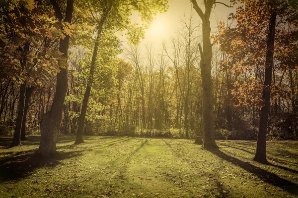 在公园 — — 秋天的阳光 — 图库照片