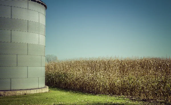 Кукурузное поле с пространством - осень — стоковое фото