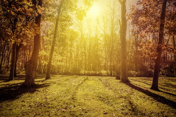 Luce del sole nel parco - stagione autunnale — Foto Stock