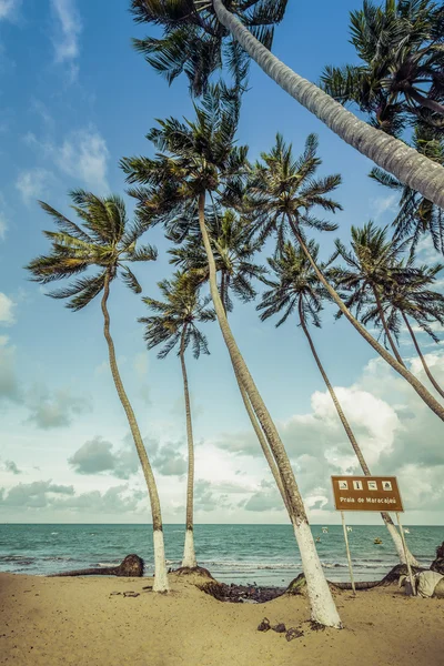 Palmen op het strand — Stockfoto