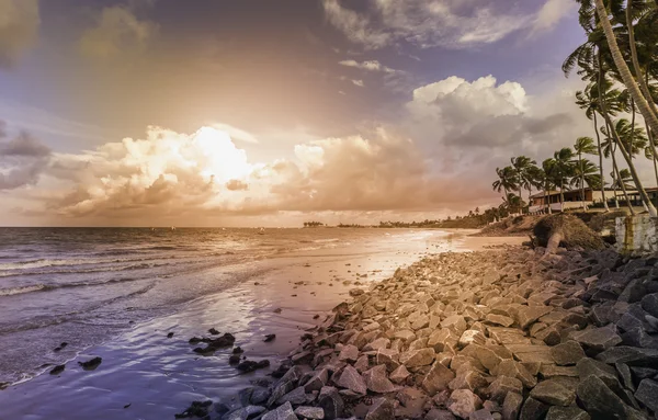 Palmen op het strand — Stockfoto