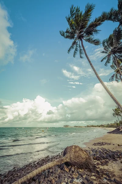 Palmas na praia — Fotografia de Stock