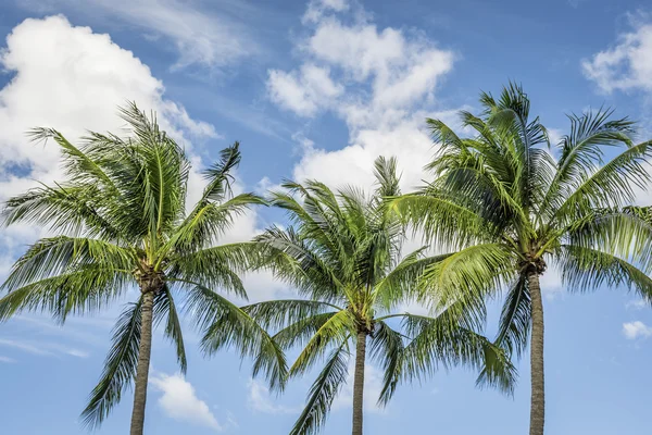 Palmen met blauwe hemel — Stockfoto