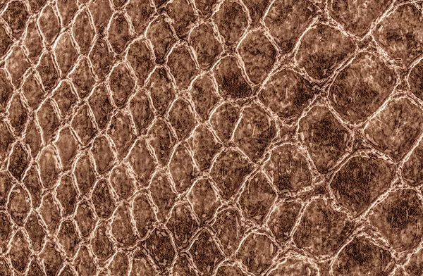 Crocodile skin leather — Stock Photo, Image