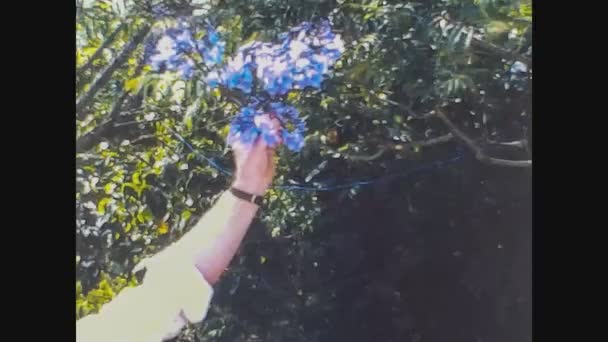 Grekland 1982, Samla blommor från växten — Stockvideo