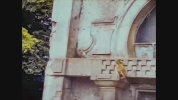 Spojené království 1965, Monkeys at the Zoo — Stock video