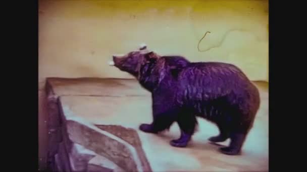 Förenade kungariket 1965, björn på zoo — Stockvideo