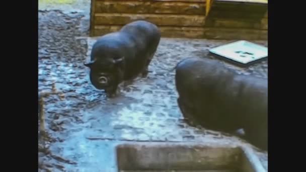 Innsbruck 1966, Black pig breeding — Stock Video