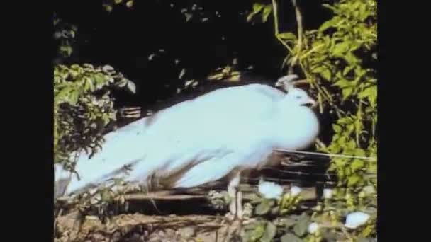 Verenigd Koninkrijk 1965, Peacock at the zoo 3 — Stockvideo