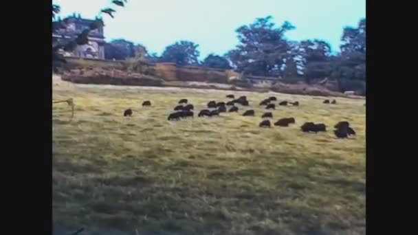 Regno Unito 1970, Animali da pascolo — Video Stock