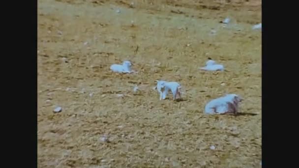 イギリス1967年放牧羊 — ストック動画