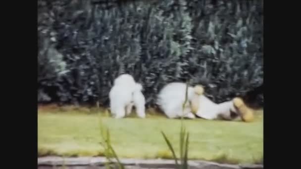 Reino Unido 1968, Homem brinca com cão no jardim — Vídeo de Stock