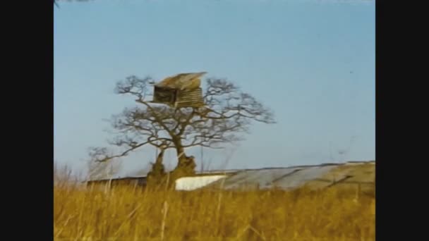 Reino Unido 1966, Big bare tree — Vídeo de Stock