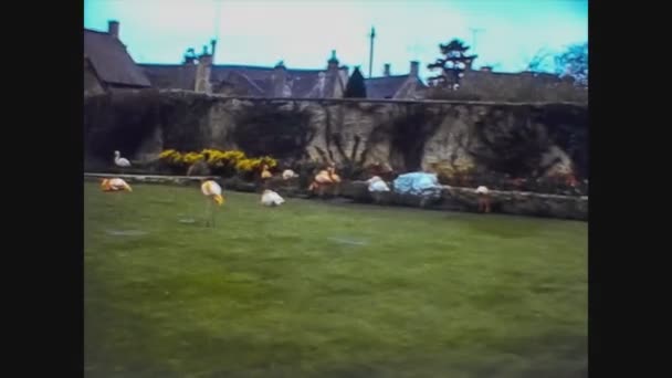 Wielka Brytania 1965, widok na ogród zoologiczny w latach 60-tych 7 — Wideo stockowe