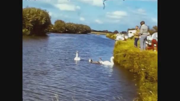 Velká Británie 1969, Swans in the river — Stock video