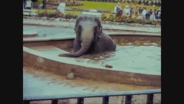 Reino Unido 1965, Elefante en el zoológico — Vídeos de Stock