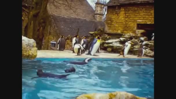 Großbritannien 1970, Pinguine im Zoo 3 — Stockvideo