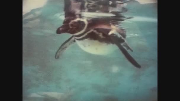 Reino Unido 1970, Pinguins no zoológico 5 — Vídeo de Stock