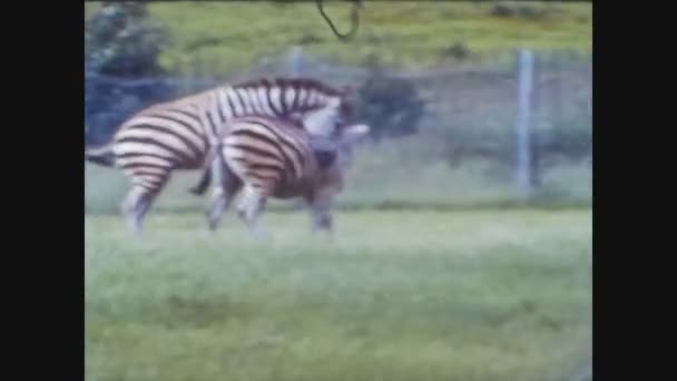 Wielka Brytania 1966, Zebra w zoo — Wideo stockowe