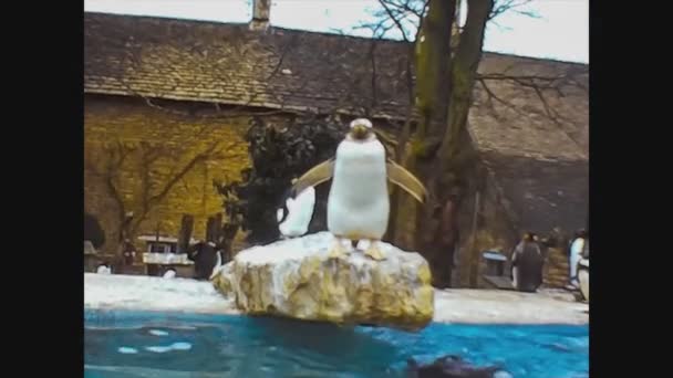 Reino Unido 1970, Penguins at the zoo — Vídeo de stock