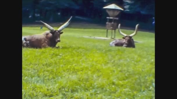 Velká Británie 1966, Buffalo v zoo — Stock video