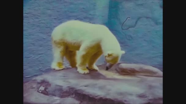 Великобритания 1965, Полярный медведь в зоопарке — стоковое видео