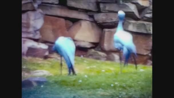 Reino Unido 1965, Pelícanos en el zoológico — Vídeos de Stock