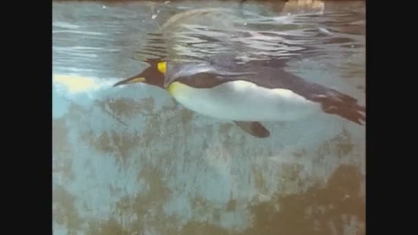 Großbritannien 1969, Pinguin schwimmt im Wasser 3 — Stockvideo