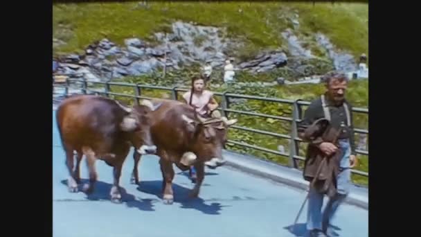 Austria 1966, Cows on the street with shepherd — Stock Video