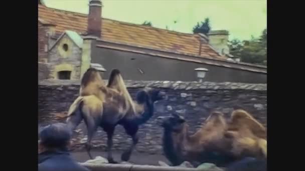 Kerajaan Inggris 1965, Unta di kebun binatang — Stok Video