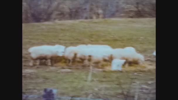 Reino Unido 1970, Grazing sheep — Vídeo de Stock