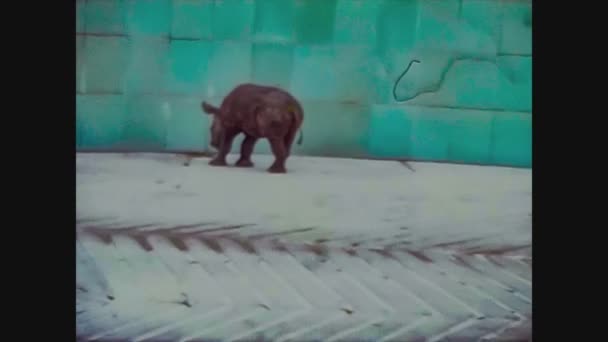Reino Unido 1965, Rinoceronte en el zoológico — Vídeos de Stock