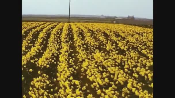 United Kingdom 1967, Crops in the English countryside 2 — Stock Video