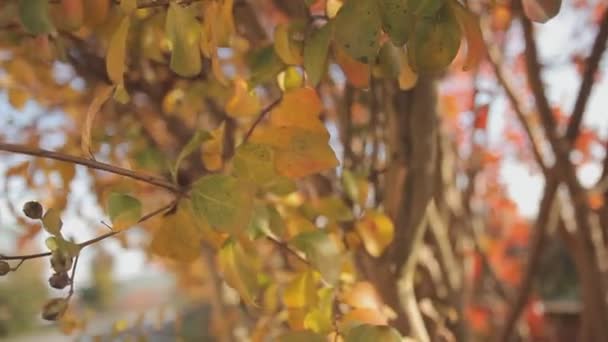 Hojas naranjas en detalle otoño — Vídeos de Stock