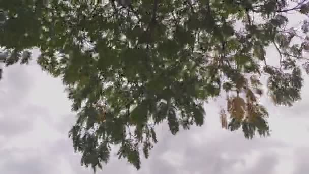 風吹きシダの枝の詳細2 — ストック動画