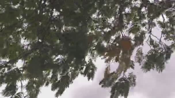 風吹きシダの枝の詳細 — ストック動画