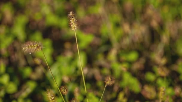 Erba chiara dorata in dettaglio autunno — Video Stock