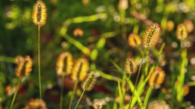 Sonbahar detayı olarak altın sarısı çimenler
