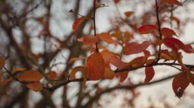 Turuncu yapraklar sonbahar detayı 15