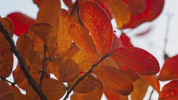 Pomerančové listy na podzim detail 13 — Stock video