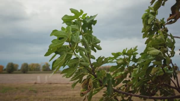 Fig laat detail in de natuur 2 — Stockvideo